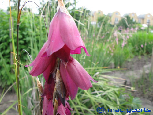 Dierama Blackbird